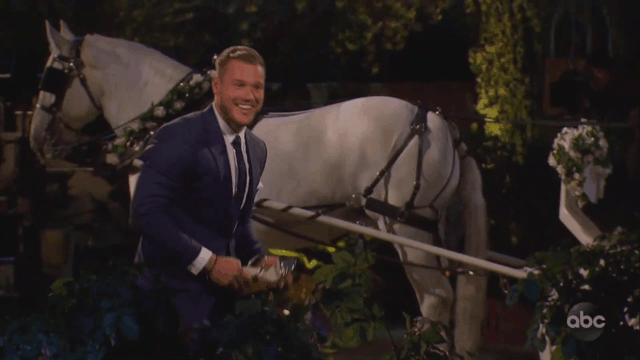 Bachelor GIFS Bachelor GIFS